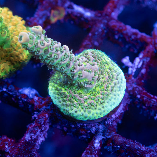 TSA Rose Bloom Acropora - AquaGemCorals