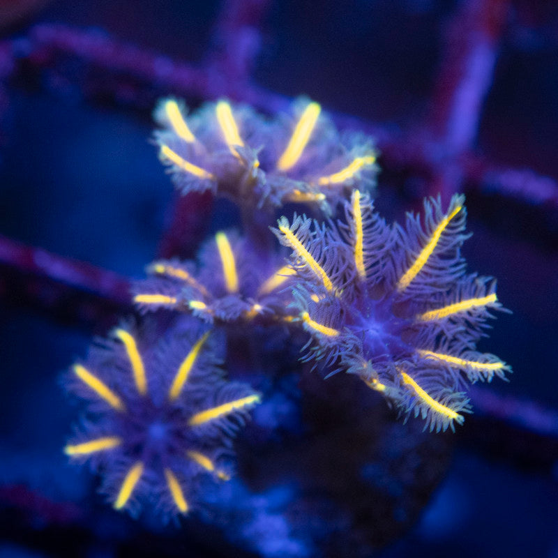 TSA Candy Corn Clove Polyp - AquaGemCorals