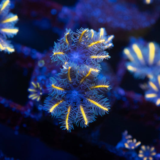 TSA Candy Corn Clove Polyp - AquaGemCorals