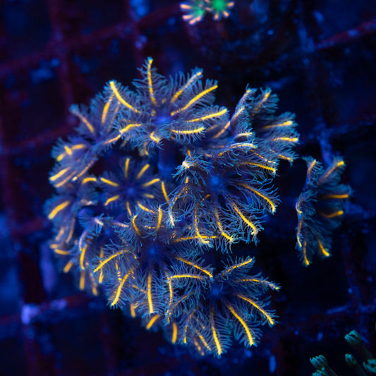 TSA Candy Corn Clove Polyp - AquaGemCorals