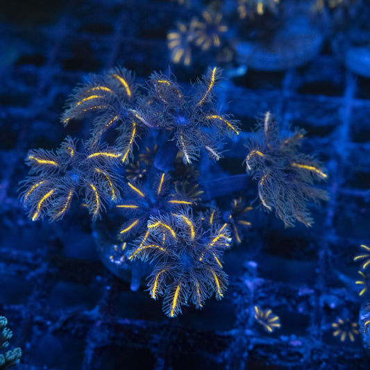 TSA Candy Corn Clove Polyp