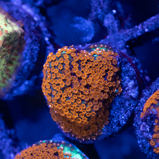 TSA Chili Pepper Montipora - AquaGemCorals
