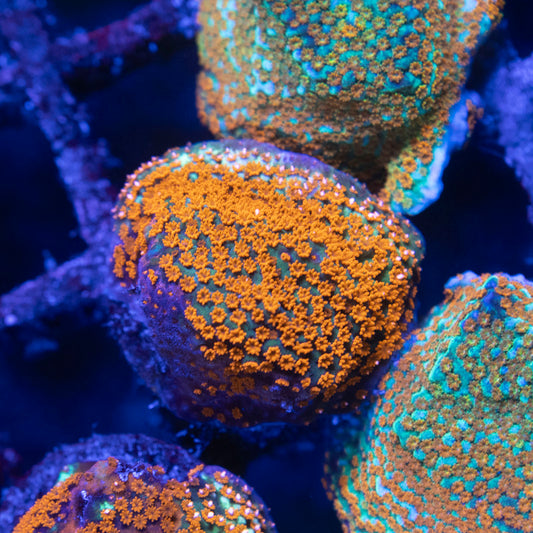 TSA Chili Pepper Montipora - AquaGemCorals