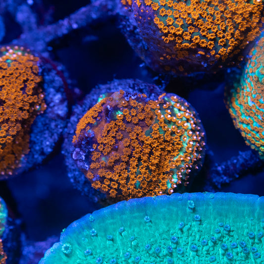 TSA Chili Pepper Montipora - AquaGemCorals