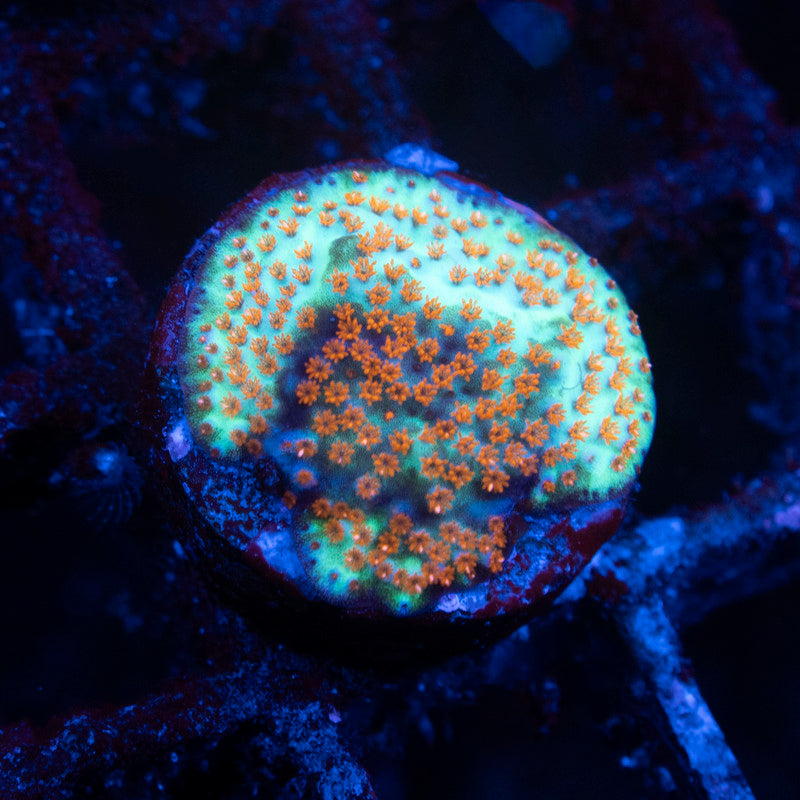 TSA Chili Pepper Montipora - AquaGemCorals
