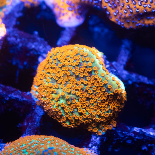 TSA Chili Pepper Montipora Coral