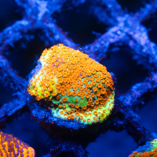 TSA Chili Pepper Montipora Coral