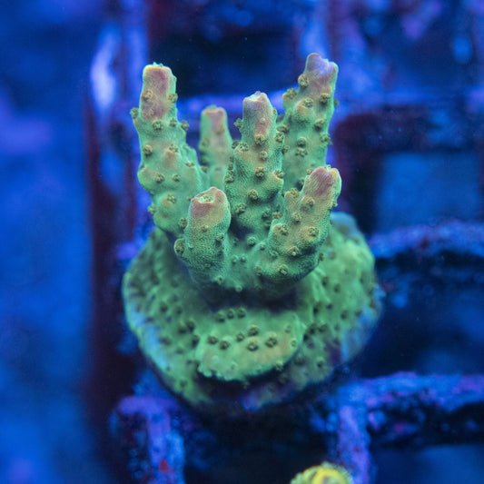 TSA Disco Fever Acropora WYSIWYG live coral for sale at AquaGemCorals
