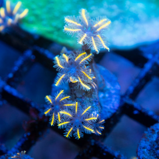 Tsa Gold Clove Polyps