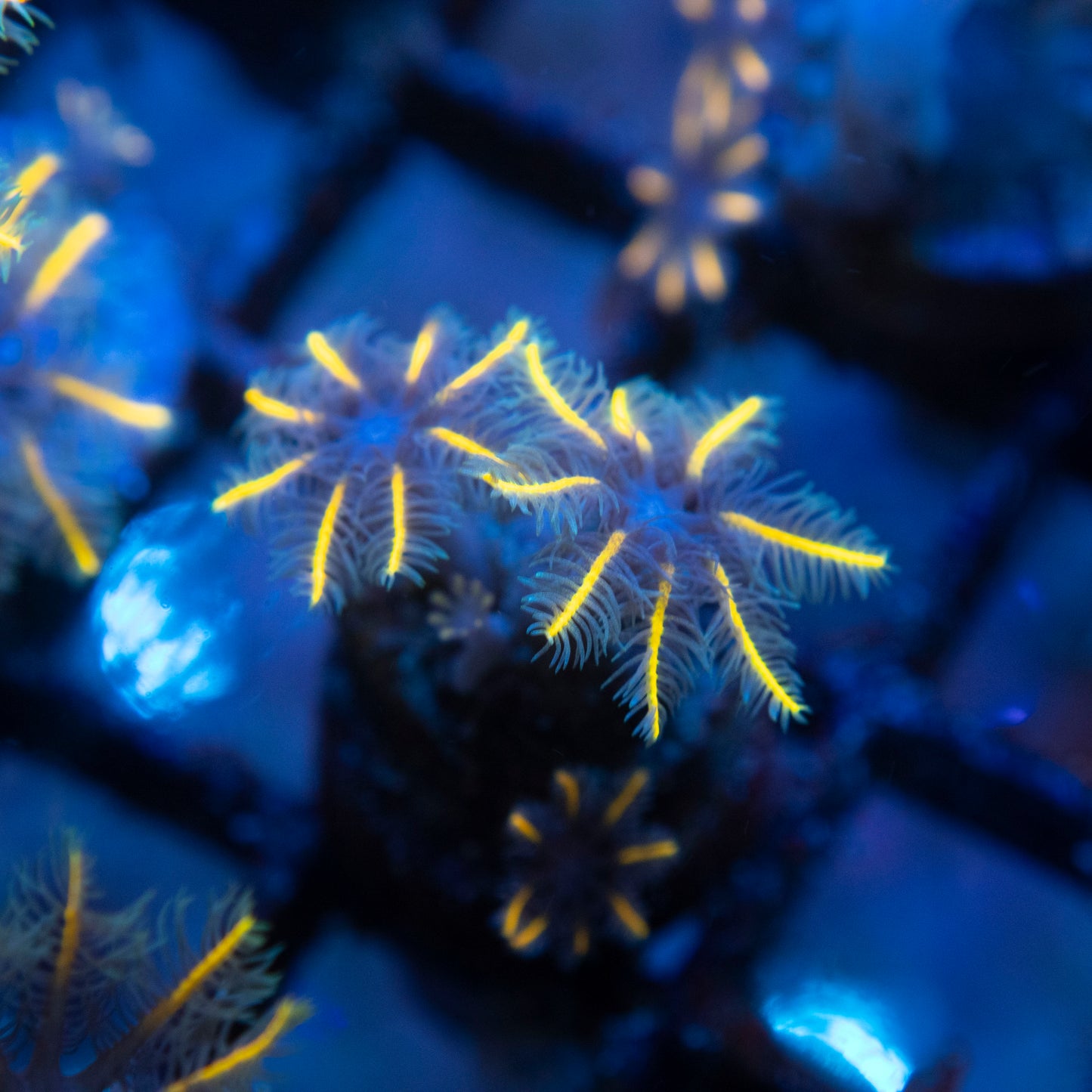 Tsa Gold Clove Polyps
