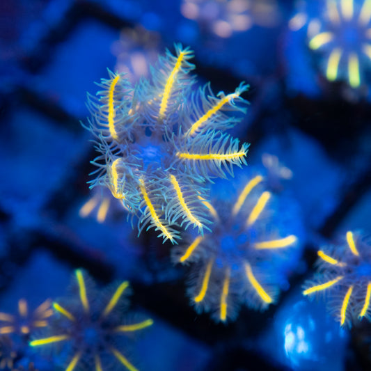 Tsa Gold Clove Polyps