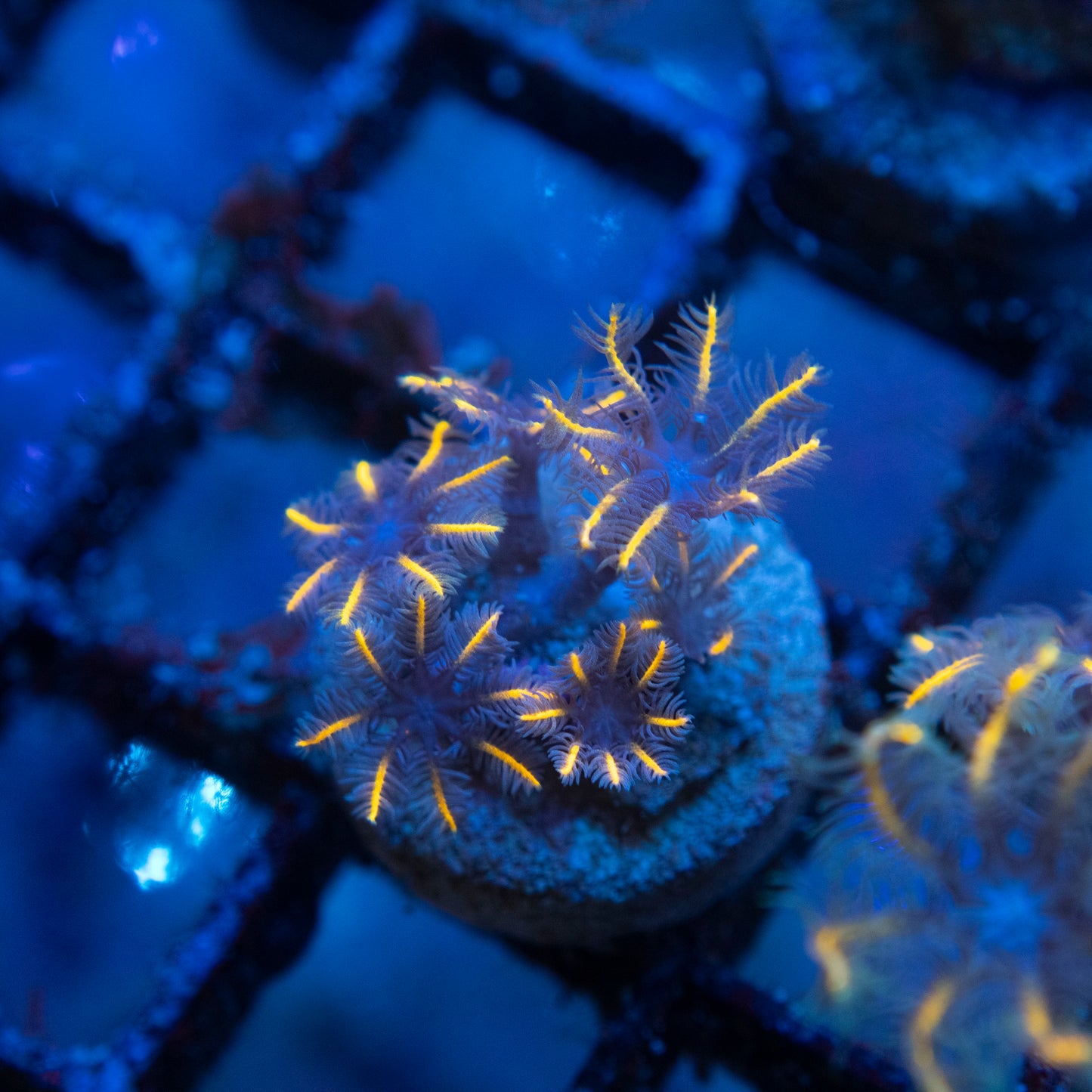 Tsa Gold Clove Polyps