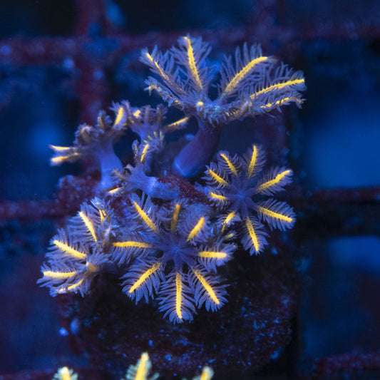 TSA Gold Clove Polyps
