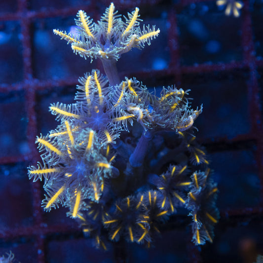 TSA Gold Clove Polyps