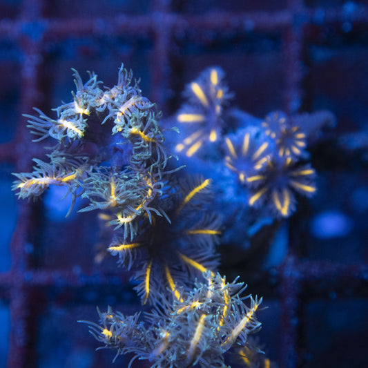 TSA Gold Clove Polyps