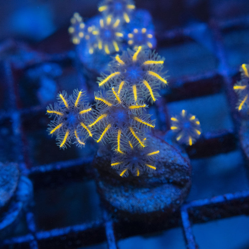 TSA Gold Clovepolyps WYSIWYG live coral for sale at AquaGemCorals