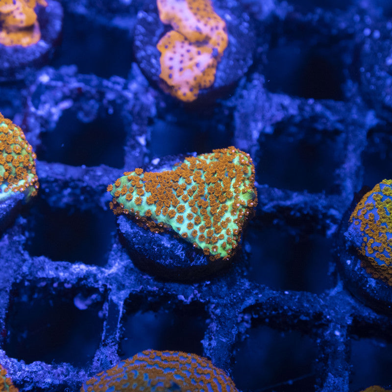 TSA Hot Chilli Pepper Monti