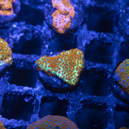 TSA Hot Chilli Pepper Monti