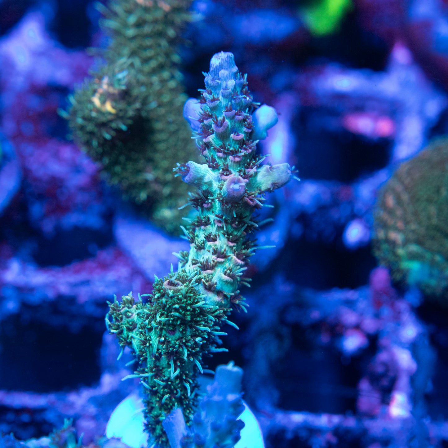 TSA Rose Bloom Acropora