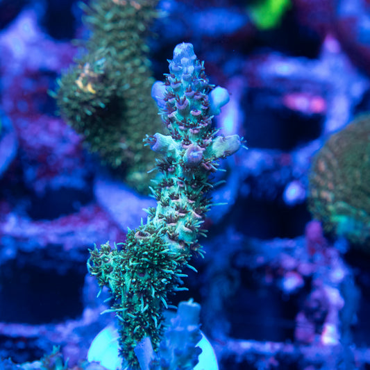 TSA Rose Bloom Acropora