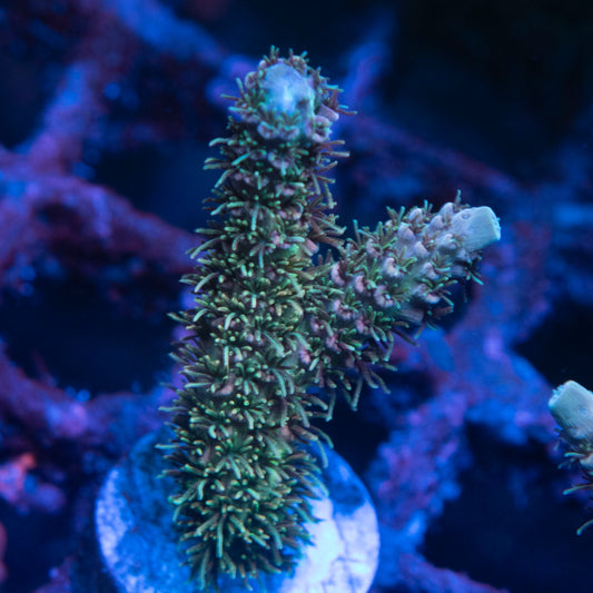TSA Rose Bloom Acropora
