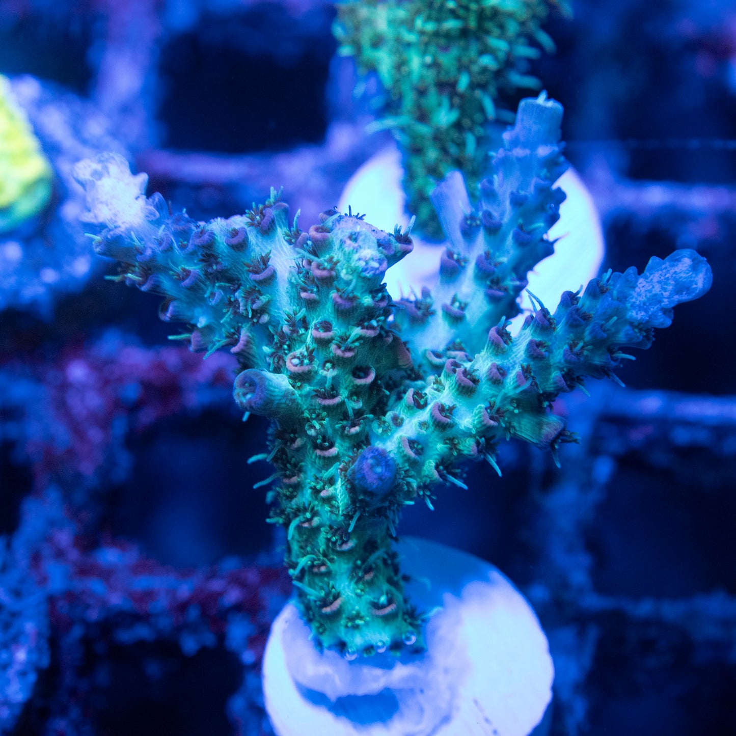TSA Rose Bloom Acropora