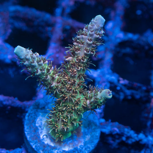 TSA Rose Bloom Acropora