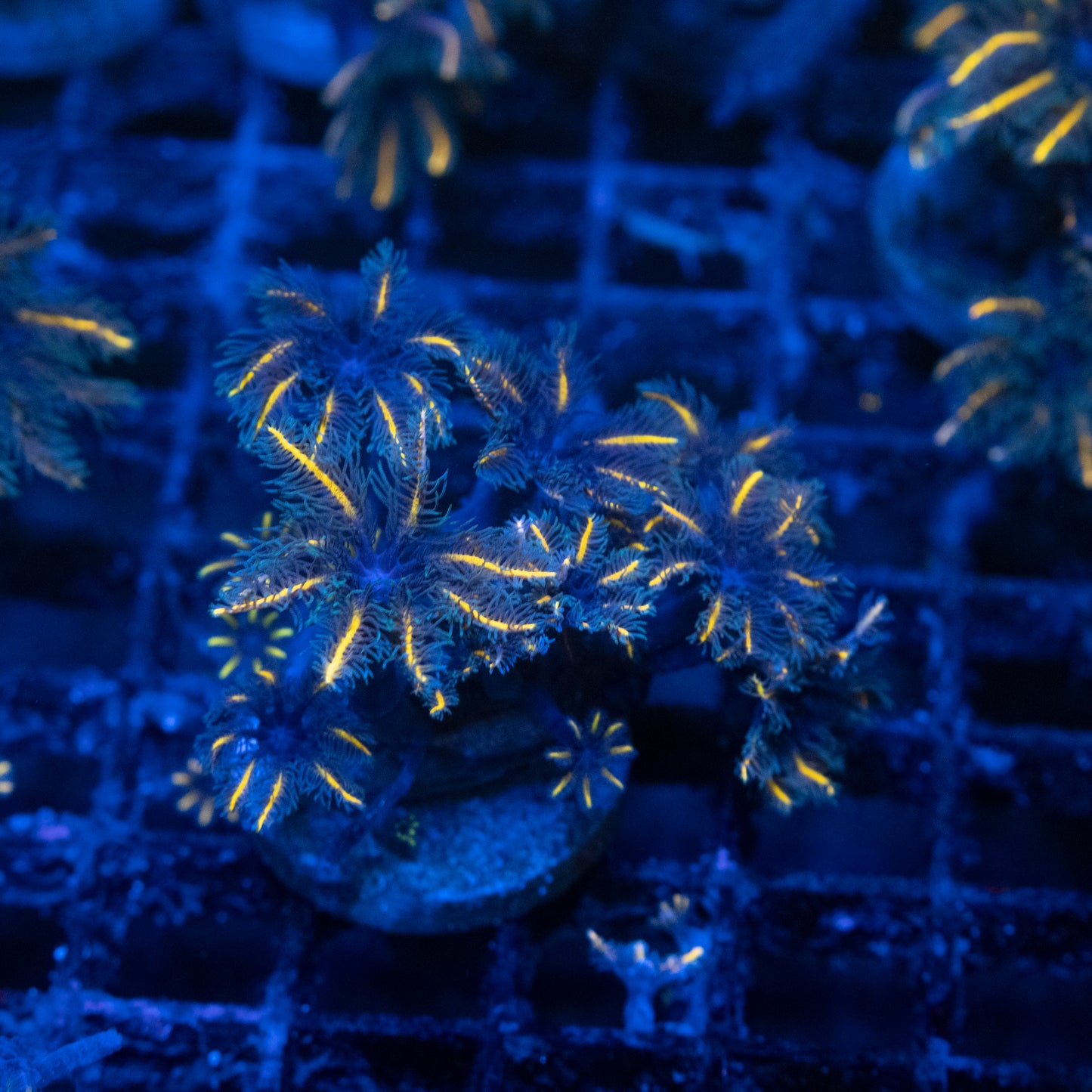 TSA Candy Corn Clove Polyp