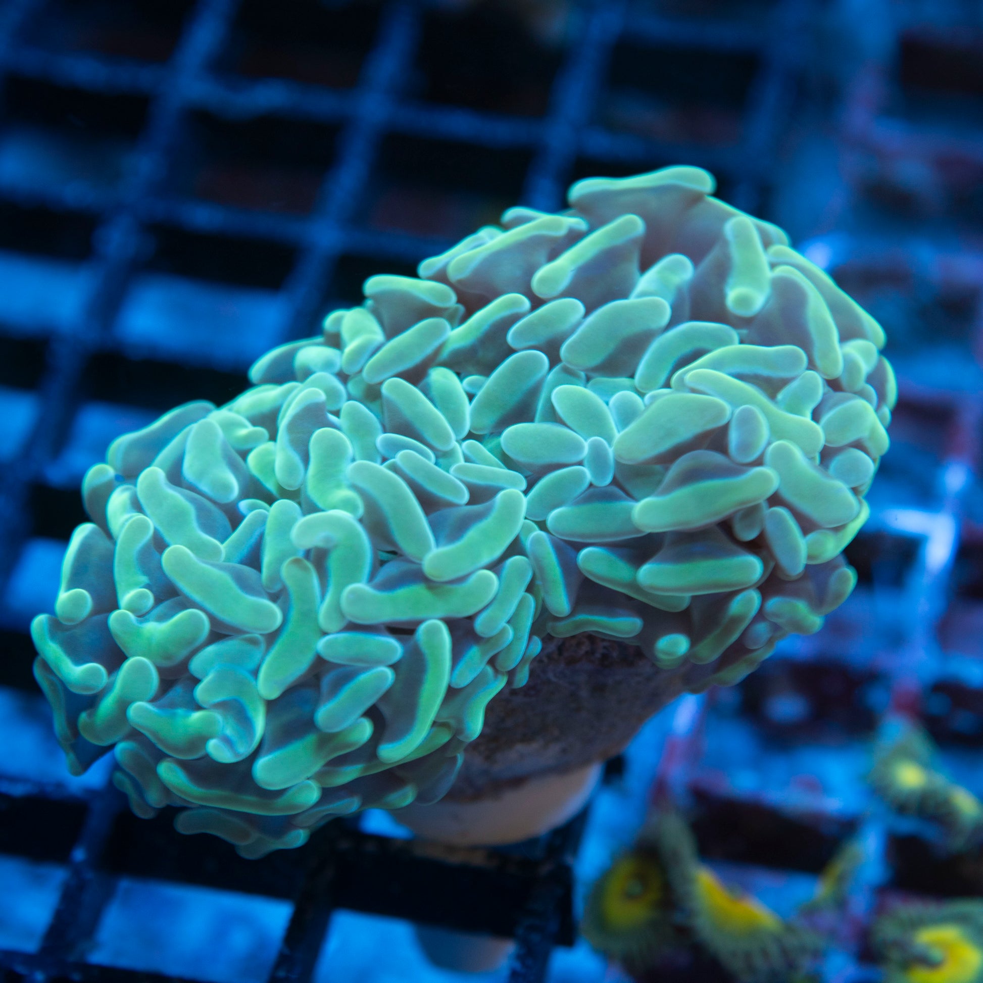 Teal Ausssie Hammer live coral for saltwater reef aquarium