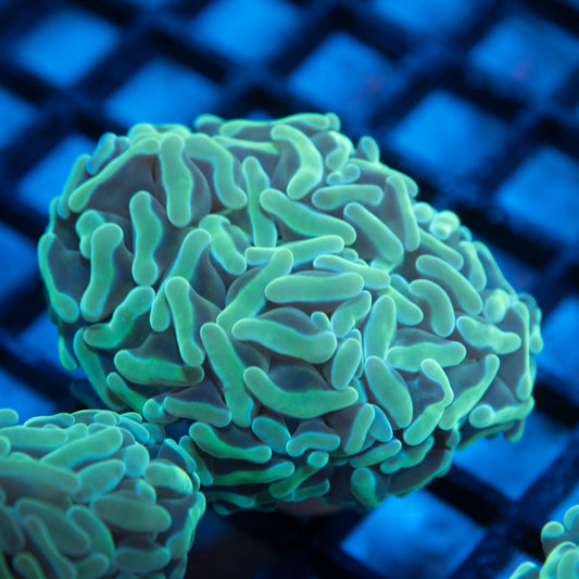 Teal Ausssie Hammer live coral for saltwater reef aquarium