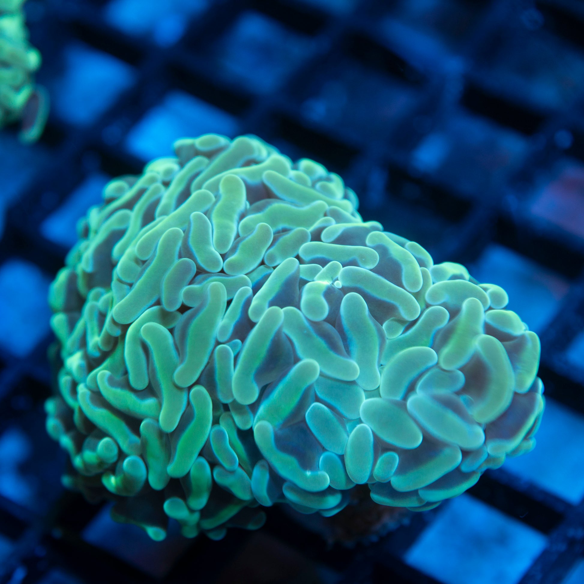 Teal Ausssie Hammer live coral for saltwater reef aquarium