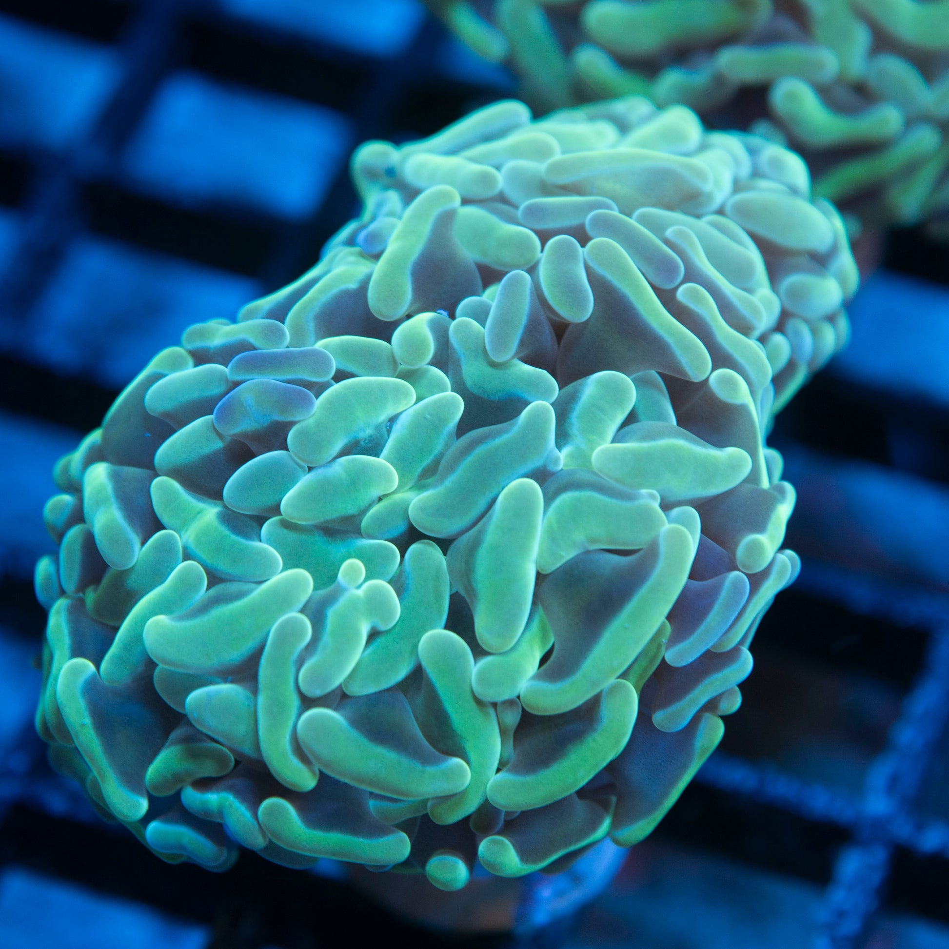 Teal Ausssie Hammer live coral for saltwater reef aquarium
