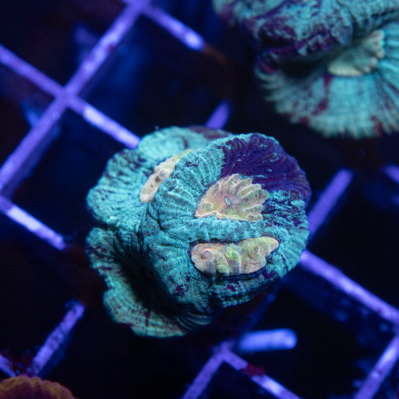 Teal Blue Goniastrea - AquaGemCorals