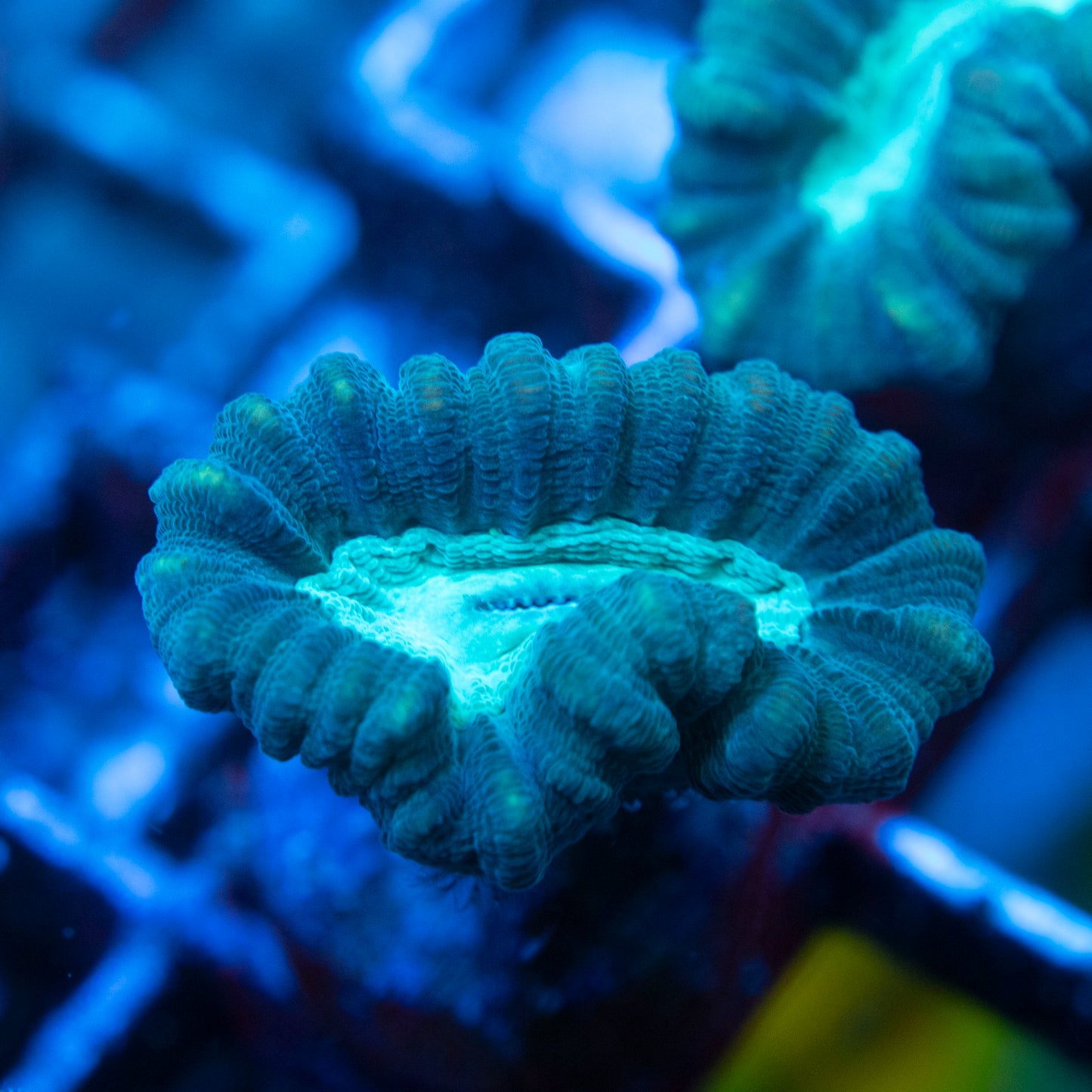 Teal Candy Cane (2) WYSIWYG coral from AquaGemCorals