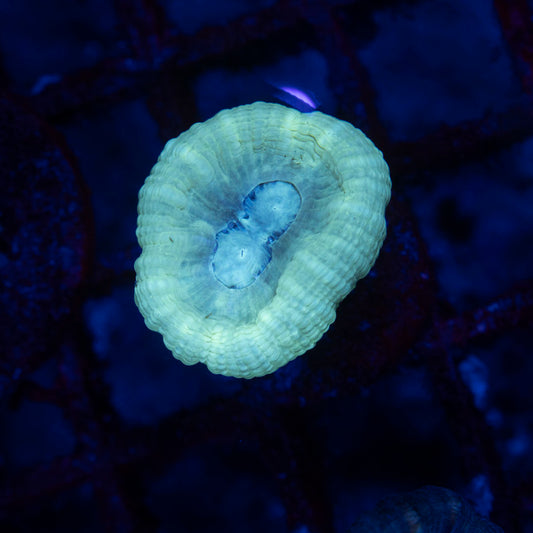 Teal Candy Cane - AquaGemCorals
