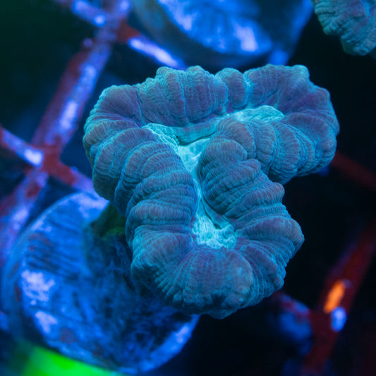 Teal Trumpet Coral