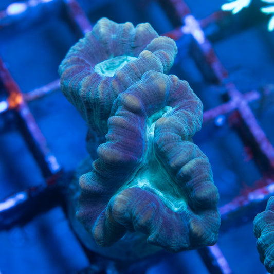Teal Trumpet Coral