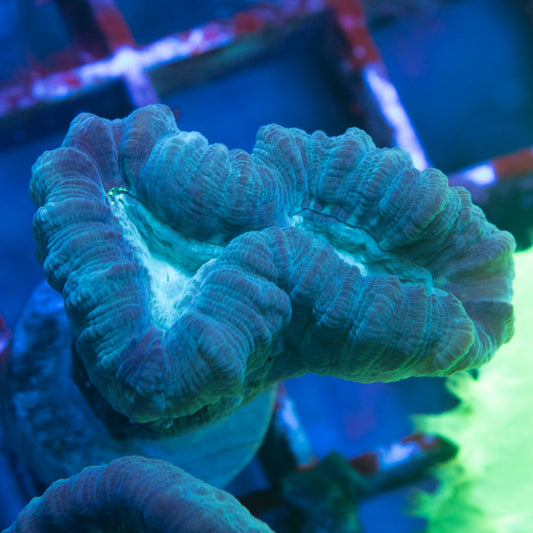 Teal Trumpet Coral