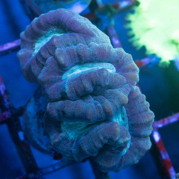 Teal Trumpet Coral
