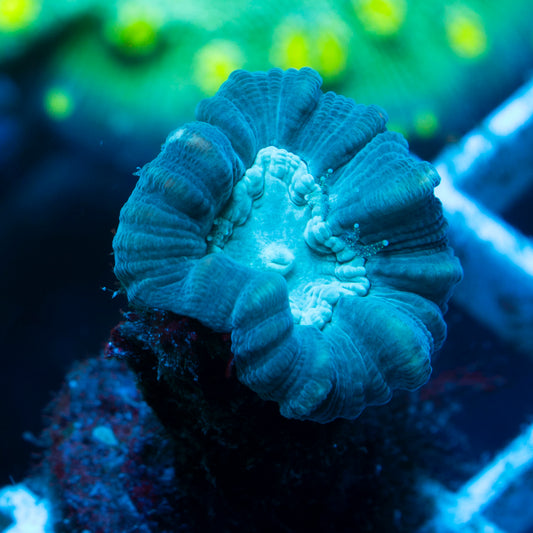 Teal Candy Cane
