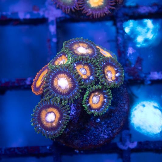 Tidal Gardens C-137 Zoanthid