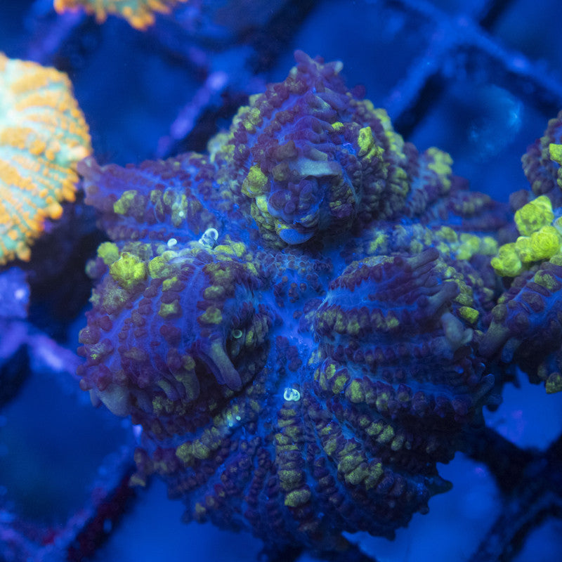 Toxic Bounce Mushroom WYSIWYG live coral for sale at AquaGemCorals