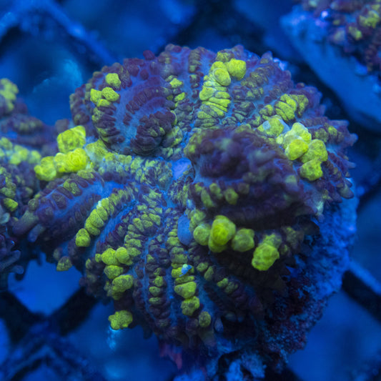 Toxic Bounce Mushroom WYSIWYG live coral for sale at AquaGemCorals