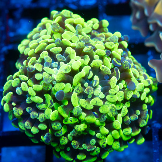 Toxic Splatter Hammer live reef coral - AquaGemCorals