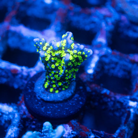 Tubbs Stellata Montipora Coral