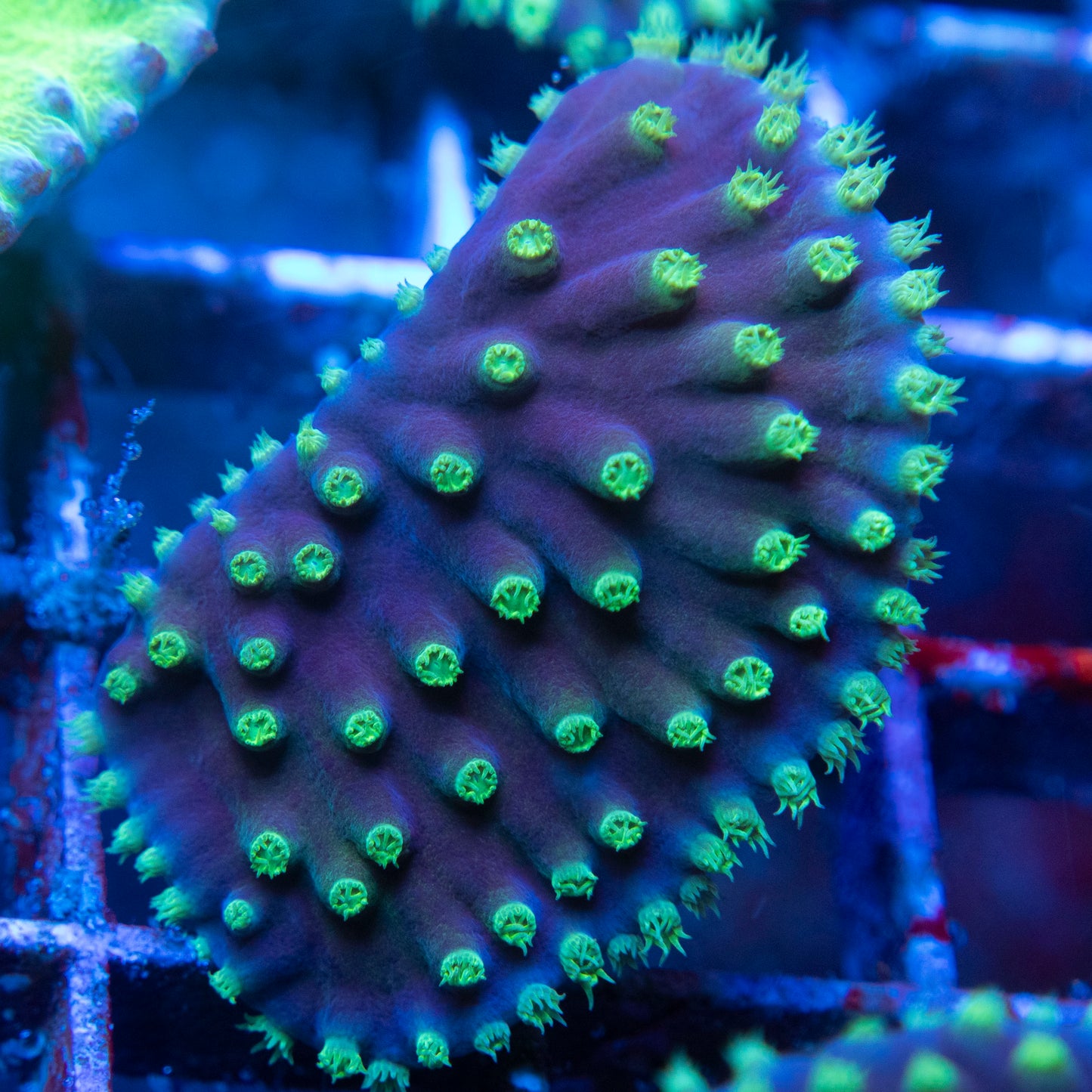 Turbinaria Cup Coral (2) WYSIWYG coral from AquaGemCorals