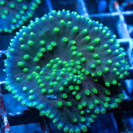 Turbinaria Cup Coral WYSIWYG coral from AquaGemCorals