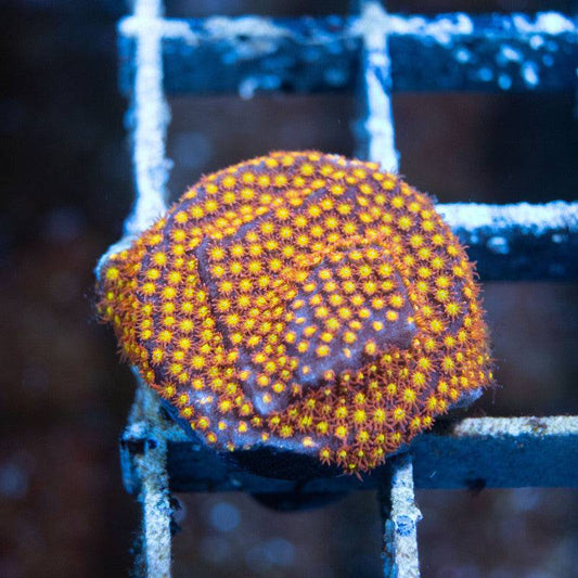 Twisted Metal Stylocoeniella - AquaGemCorals