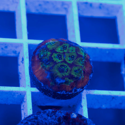 UC Flame Boy Favia - AquaGemCorals