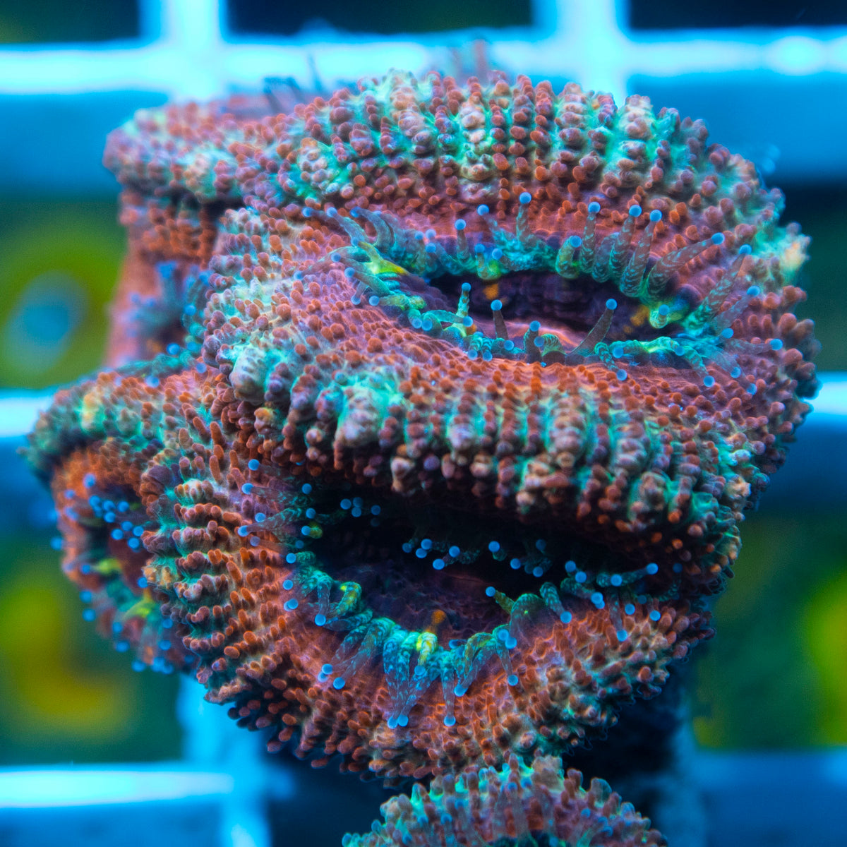 Ultra Acan live reef coral - AquaGemCorals